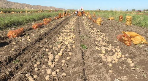 山丹縣推廣全生物可降解地膜 為土壤“凈身”，為環境“減負”，探索土壤污染防治新路徑